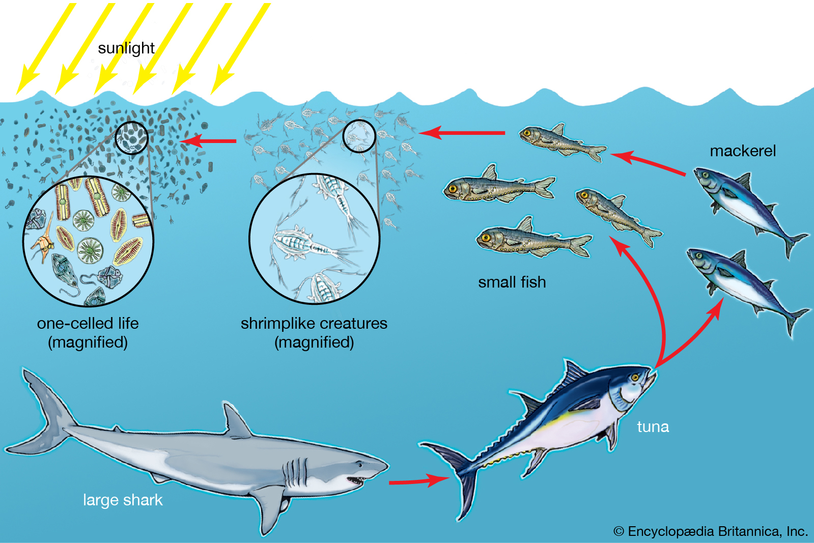 Images and Figures for Oceanography