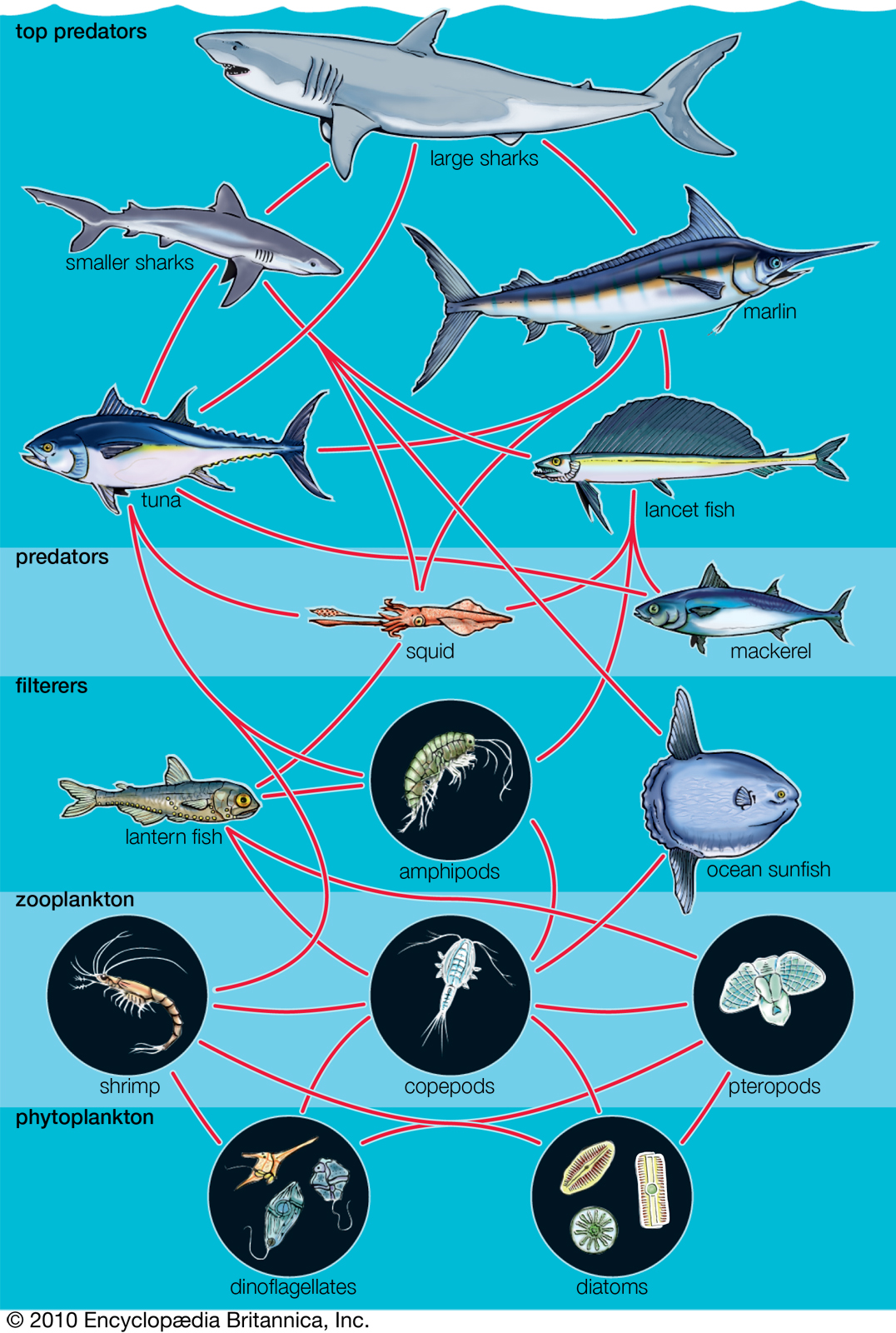 foodweb