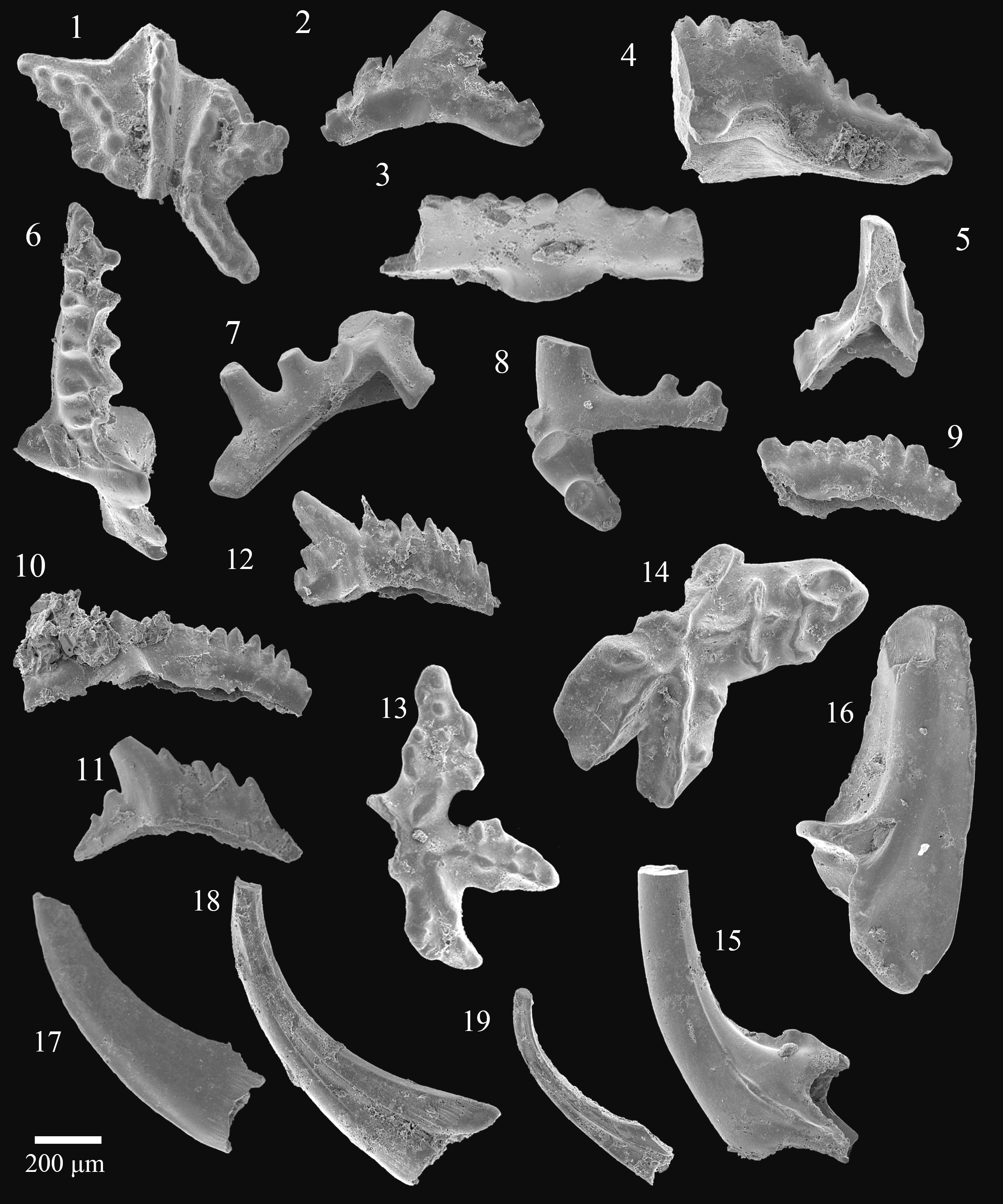 Silurian conodonts SEM plate